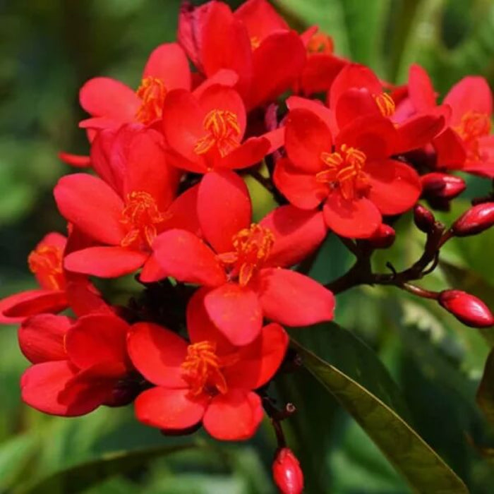 Wildflower Jatropha Seeds - Heirloom Flower Garden Seeds for Growing