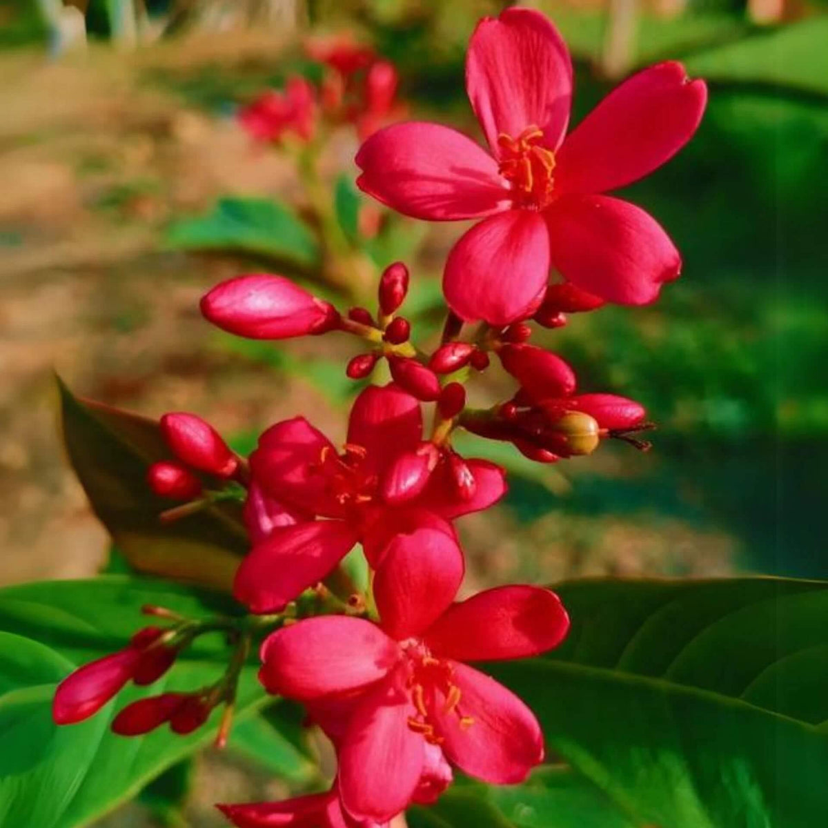 Wildflower Jatropha Seeds - Heirloom Flower Garden Seeds for Growing