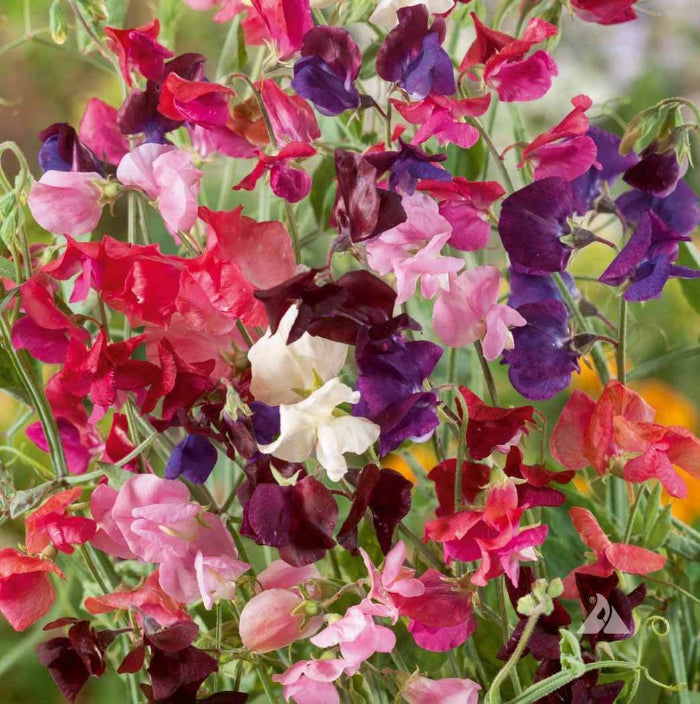 Wildflower Lathyrus Odoratus Seeds - Heirloom Flower Garden Seeds for Growing