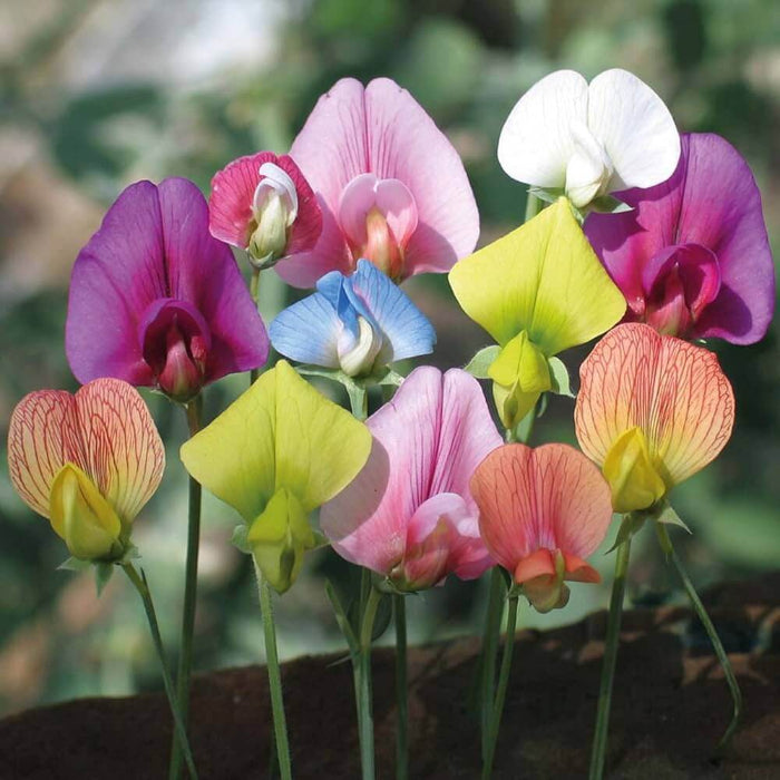 Wildflower Lathyrus Odoratus Seeds - Heirloom Flower Garden Seeds for Growing