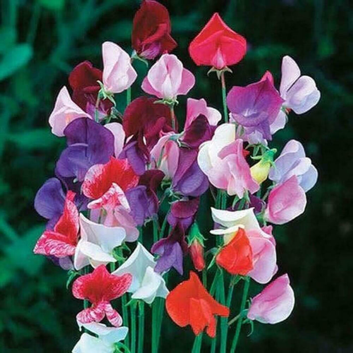 Wildflower Lathyrus Odoratus Seeds - Heirloom Flower Garden Seeds for Growing
