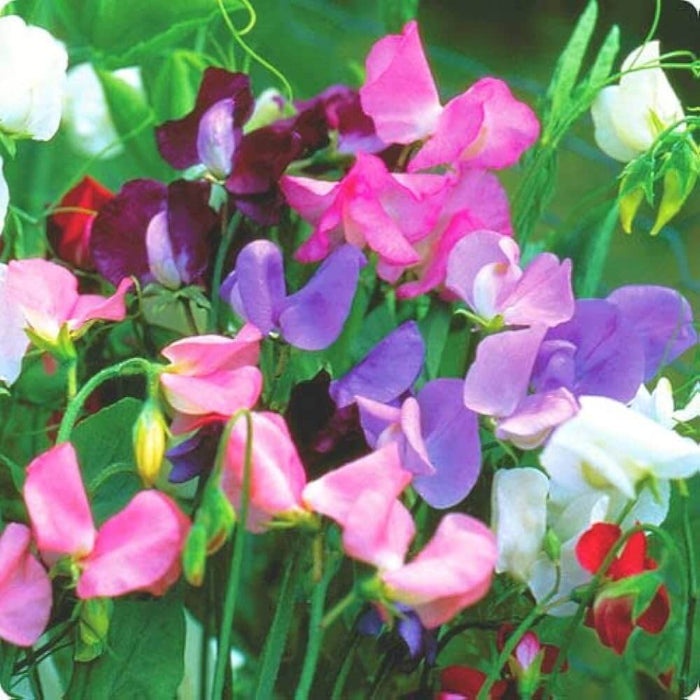 Wildflower Lathyrus Odoratus Seeds - Heirloom Flower Garden Seeds for Growing