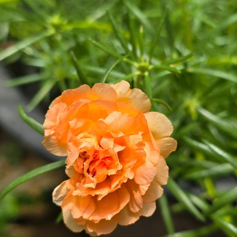Wildflower Light Orange Carnation Seeds - Heirloom Flower Garden Seeds for Growing