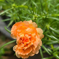 Wildflower Light Orange Carnation Seeds - Heirloom Flower Garden Seeds for Growing