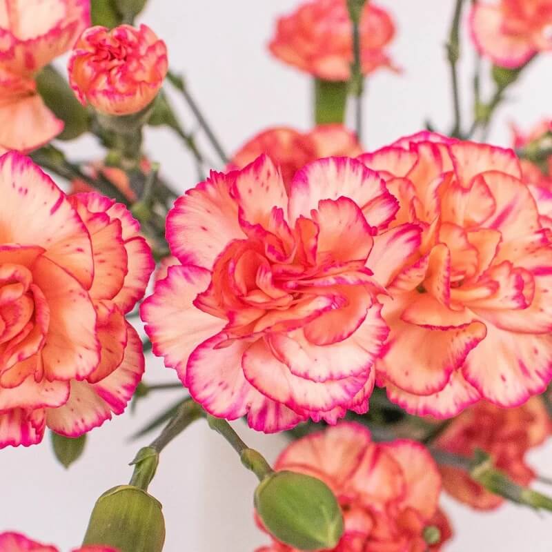 Wildflower Light Orange Carnation Seeds - Heirloom Flower Garden Seeds for Growing