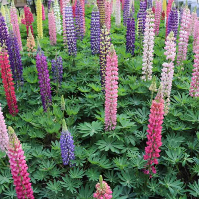Wildflower Lupine Seeds - Heirloom Flower Garden Seeds for Growing