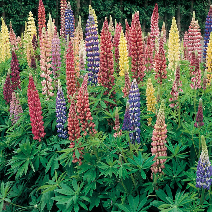 Wildflower Lupine Seeds - Heirloom Flower Garden Seeds for Growing