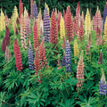 Wildflower Lupine Seeds - Heirloom Flower Garden Seeds for Growing