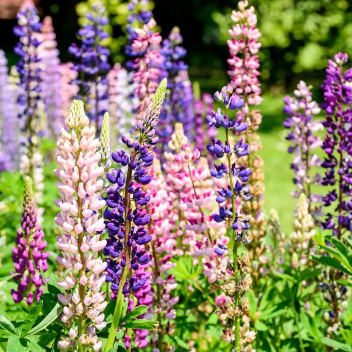 Wildflower Lupine Seeds - Heirloom Flower Garden Seeds for Growing