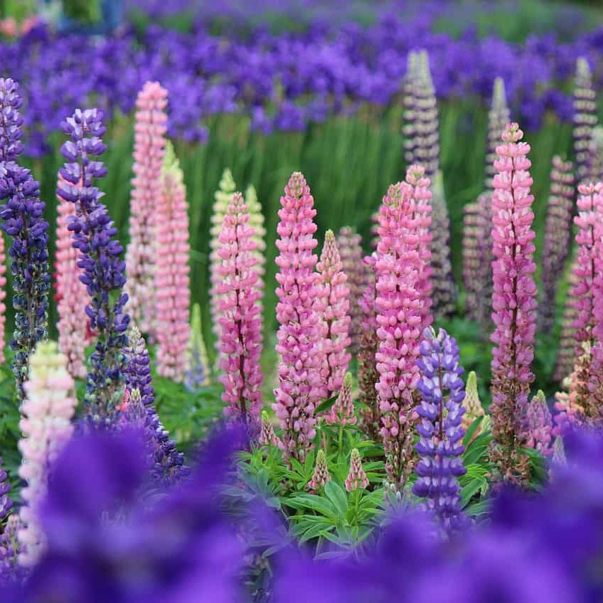Wildflower Lupine Seeds - Heirloom Flower Garden Seeds for Growing