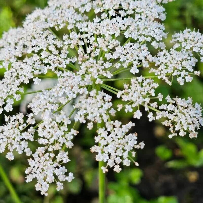 Wildflower Mix Anisum Seeds - Heirloom Flower Garden Seeds for Growing