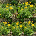 Wildflower Mix Arnica Montana Seeds - Heirloom Flower Garden Seeds for Growing