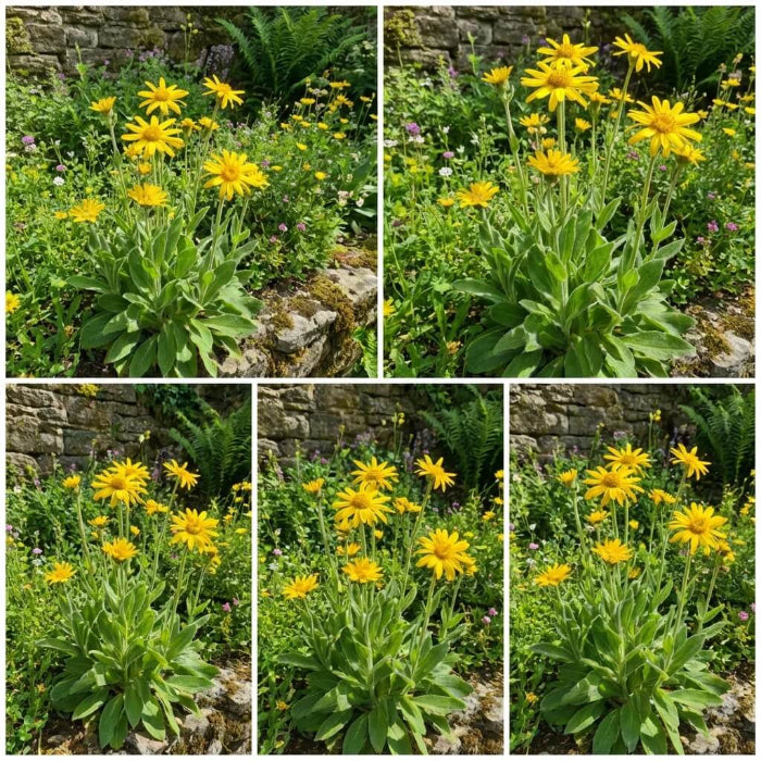 Wildflower Mix Arnica Montana Seeds - Heirloom Flower Garden Seeds for Growing