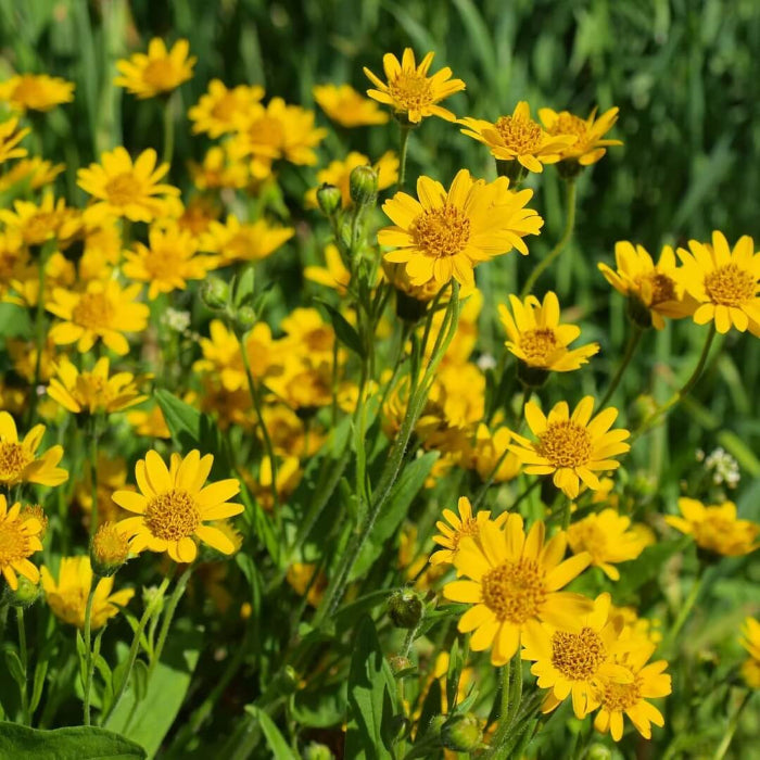 Wildflower Mix Arnica Montana Seeds - Heirloom Flower Garden Seeds for Growing
