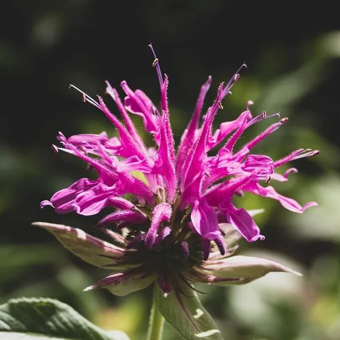 Wildflower Mix Bardana Seeds - Heirloom Flower Garden Seeds for Growing