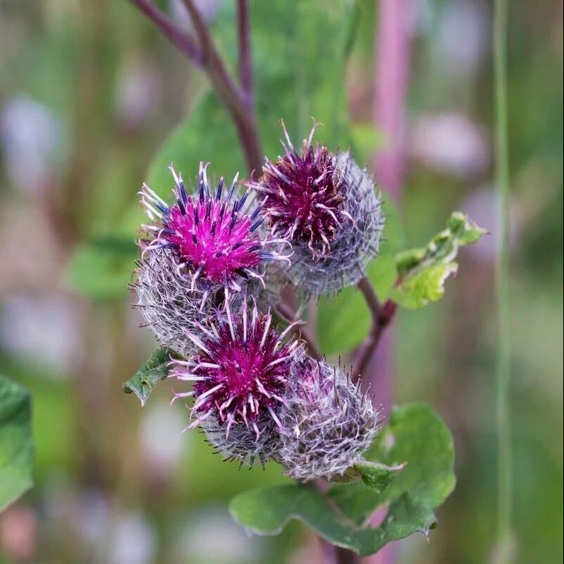 Wildflower Mix Bardana Seeds - Heirloom Flower Garden Seeds for Growing