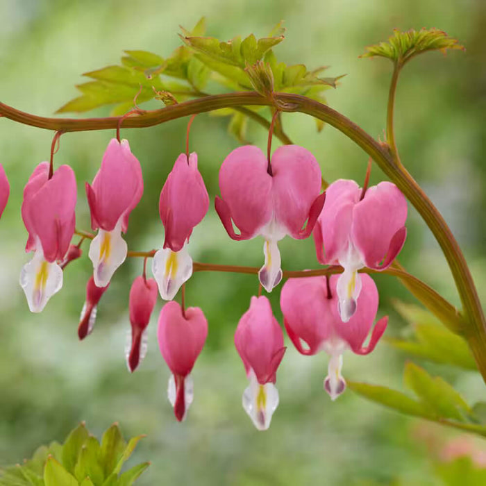 Wildflower Mix Bleeding Heart Seeds - Heirloom Flower Garden Seeds for Growing