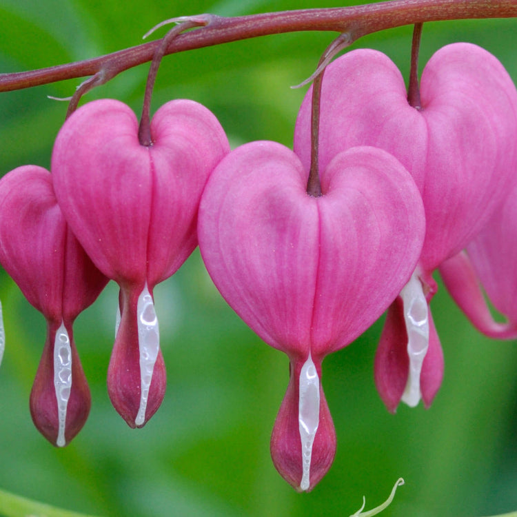 Wildflower Mix Bleeding Heart Seeds - Heirloom Flower Garden Seeds for Growing
