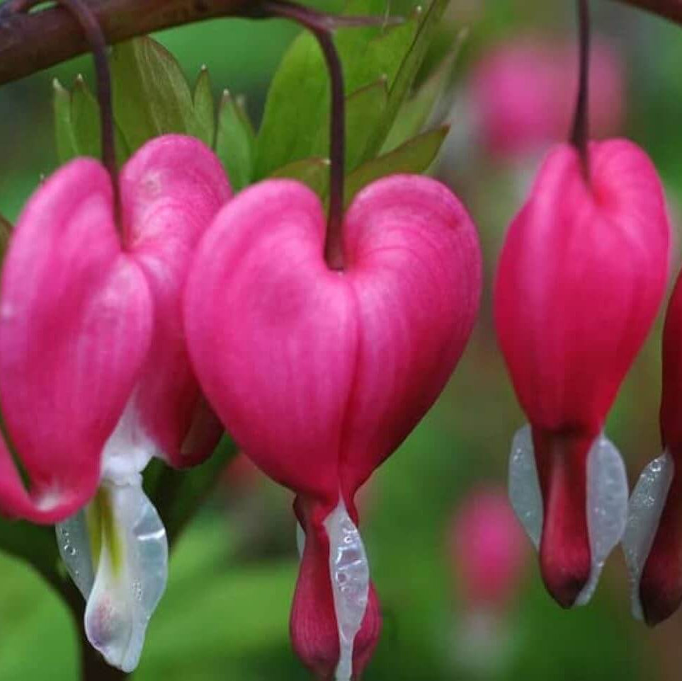 Wildflower Mix Bleeding Heart Seeds - Heirloom Flower Garden Seeds for Growing