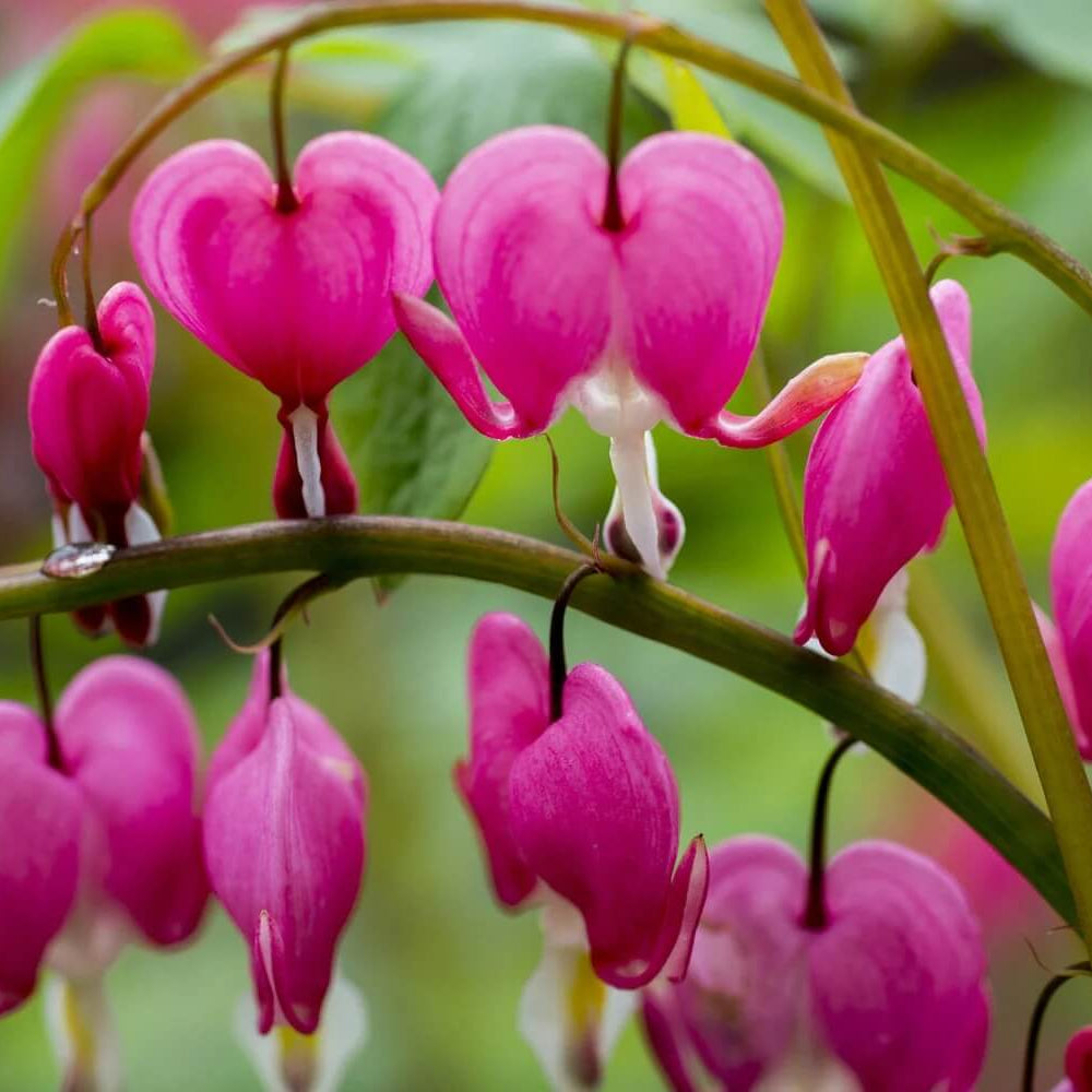 Wildflower Mix Bleeding Heart Seeds - Heirloom Flower Garden Seeds for Growing