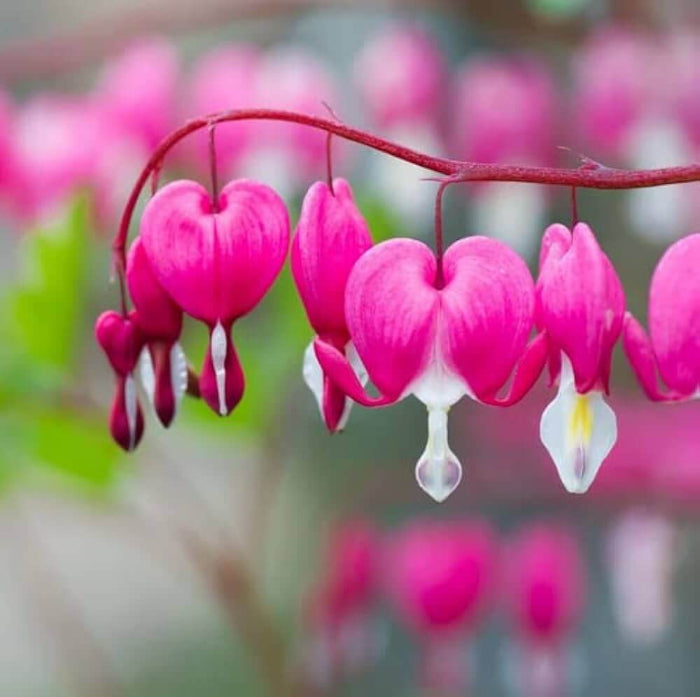 Wildflower Mix Bleeding Heart Seeds - Heirloom Flower Garden Seeds for Growing