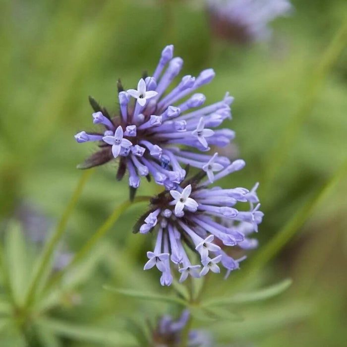 Wildflower Mix Blue Woodruff Seeds - Heirloom Flower Garden Seeds for Growing