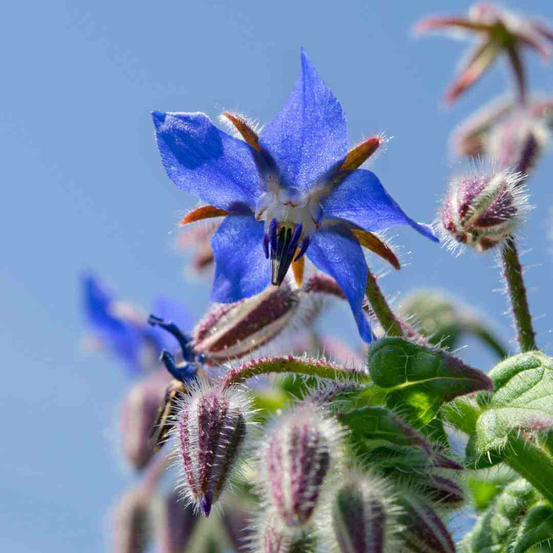 Wildflower Mix Borage Seeds - Heirloom Flower Garden Seeds for Growing