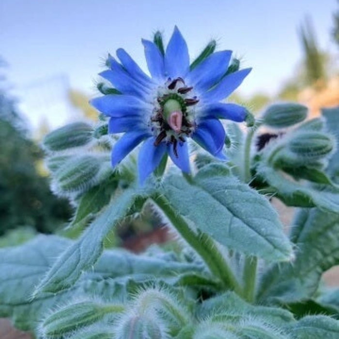 Wildflower Mix Borage Seeds - Heirloom Flower Garden Seeds for Growing