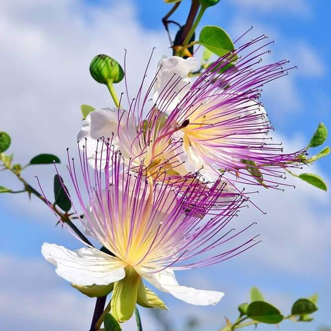 Wildflower Mix Capparis Spinosa Seeds - Heirloom Flower Garden Seeds for Growing