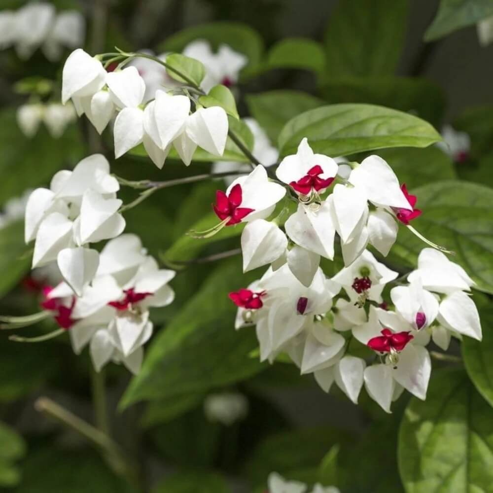 Wildflower Mix Clerodendrum Seeds - Heirloom Flower Garden Seeds for Growing