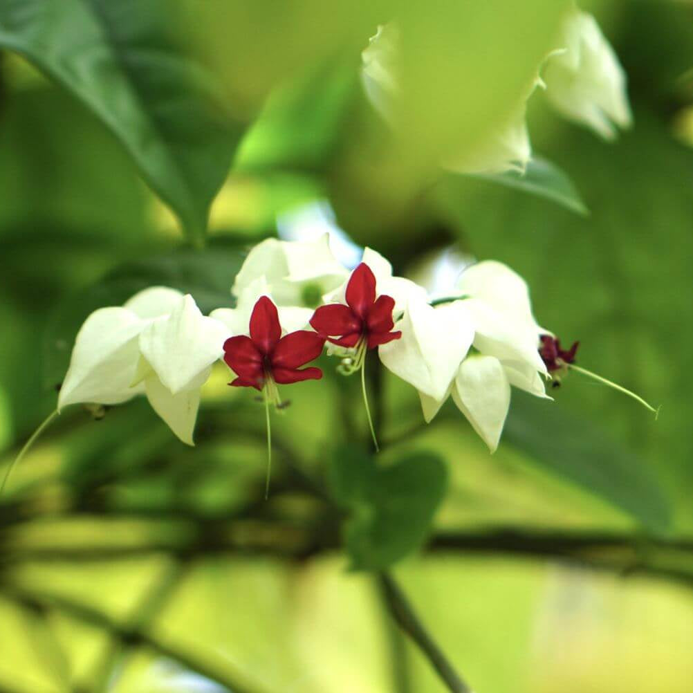 Wildflower Mix Clerodendrum Seeds - Heirloom Flower Garden Seeds for Growing
