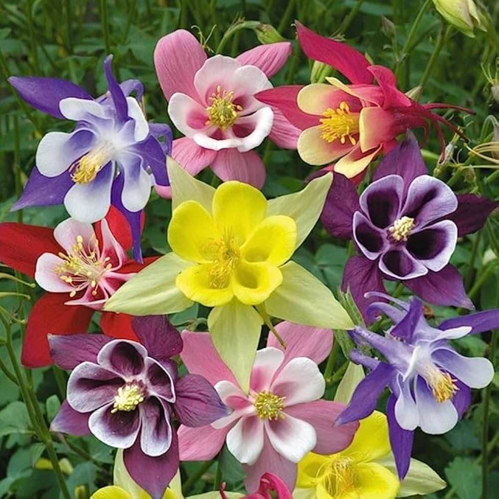 Wildflower  Mix Columbine Seeds - Heirloom Flower Garden Seeds for Growing
