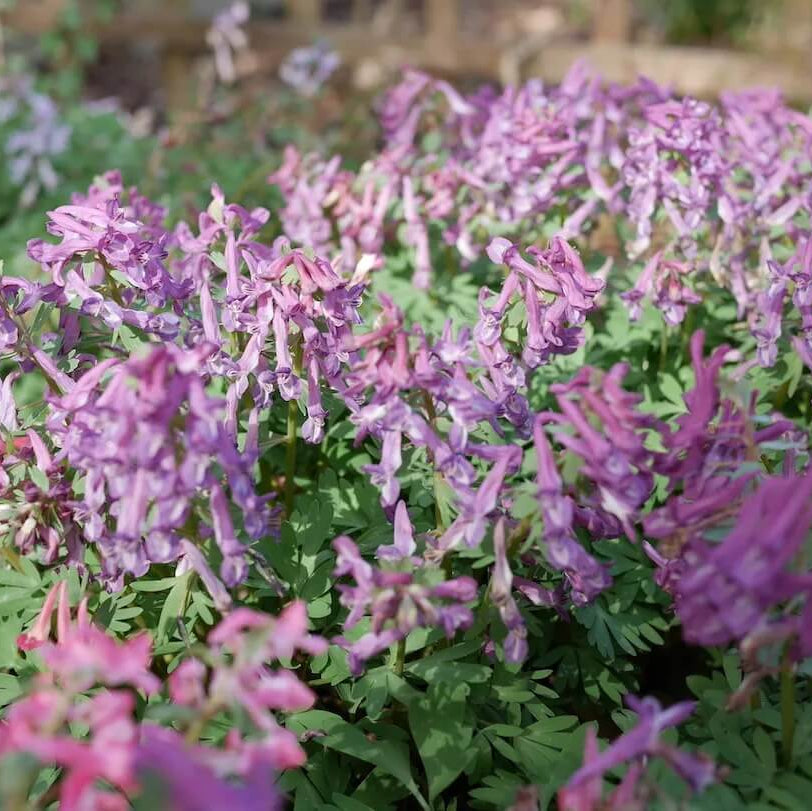 Wildflower Mix Corydalis Solida Seeds - Heirloom Flower Garden Seeds for Growing