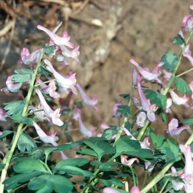 Wildflower Mix Corydalis Solida Seeds - Heirloom Flower Garden Seeds for Growing