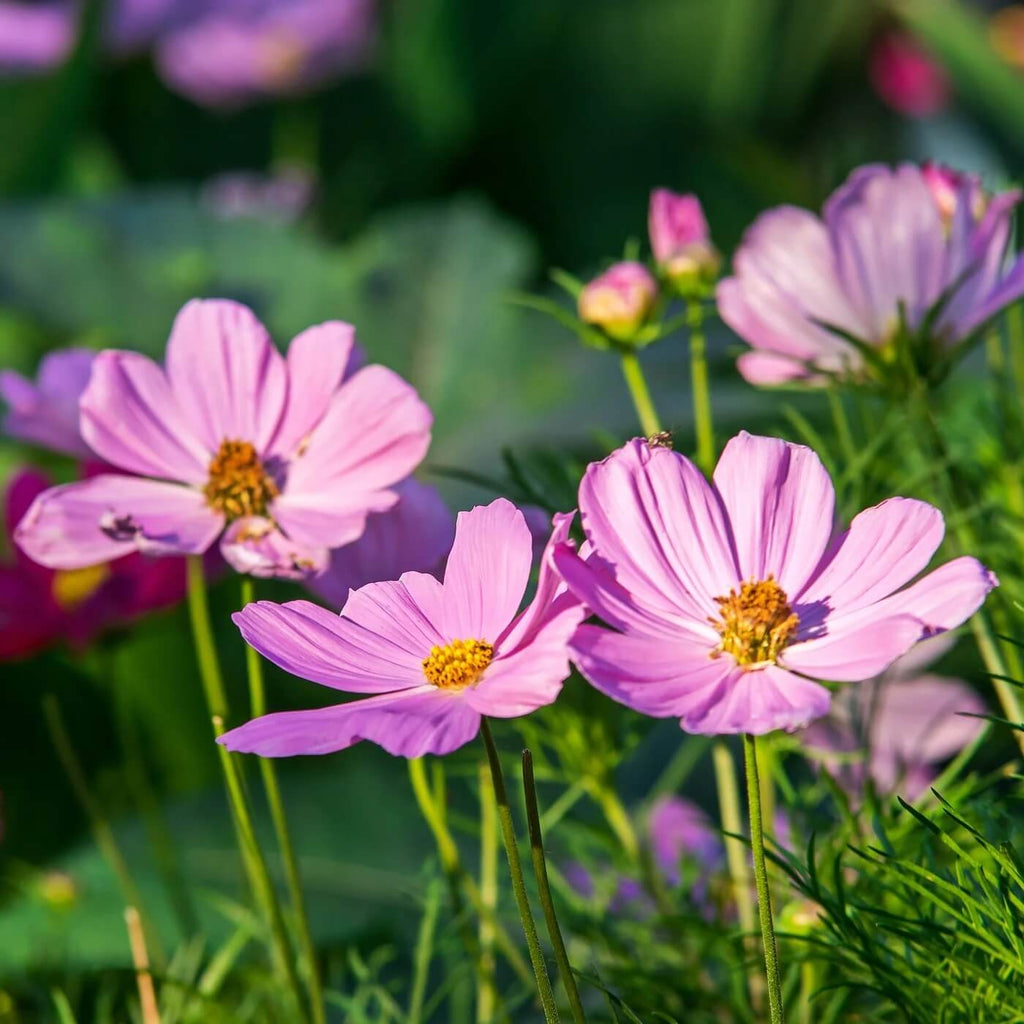 Wildflower Mix Cosmos  Seeds - Heirloom Flower Garden Seeds for Growing