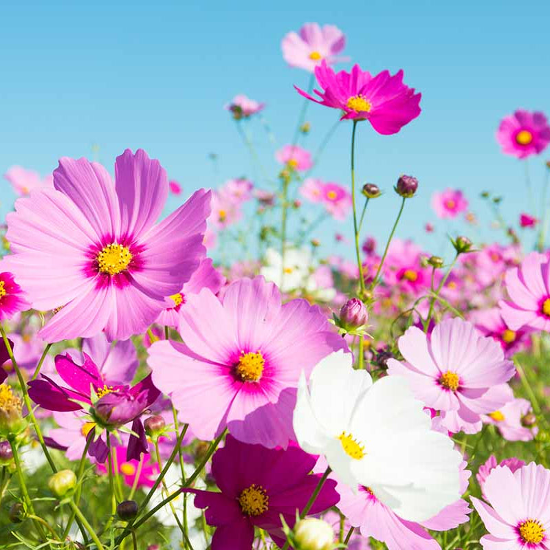 Wildflower Mix Cosmos  Seeds - Heirloom Flower Garden Seeds for Growing