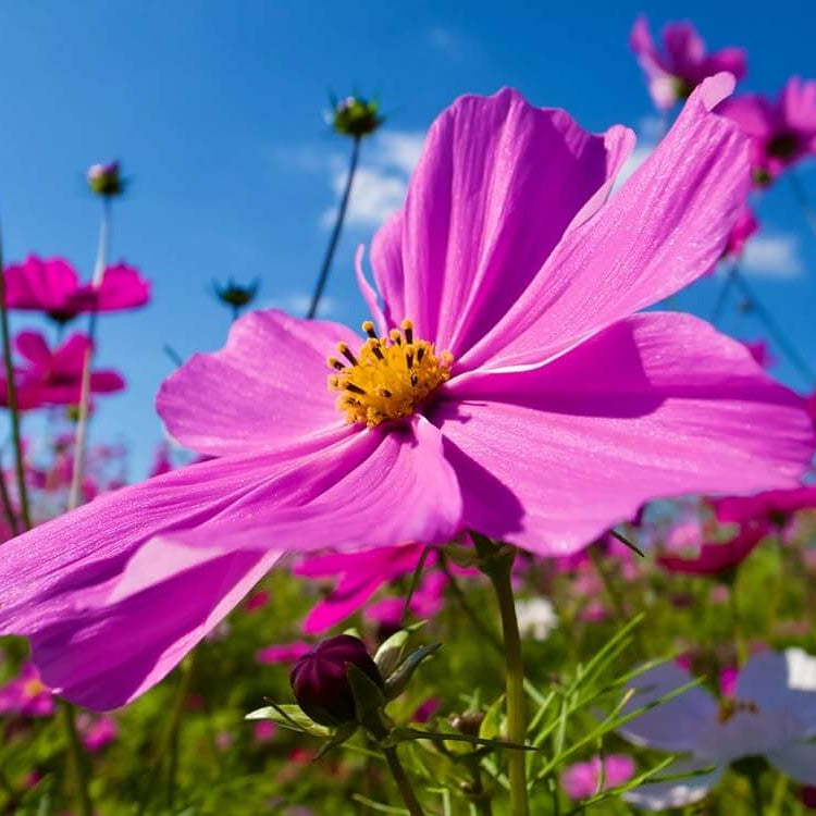 Wildflower Mix Cosmos  Seeds - Heirloom Flower Garden Seeds for Growing