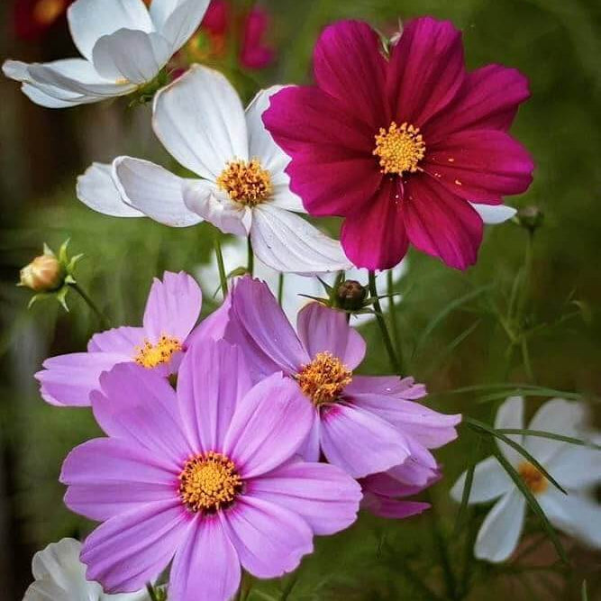 Wildflower Mix Cosmos  Seeds - Heirloom Flower Garden Seeds for Growing