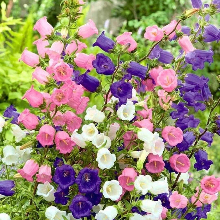Wildflower Mix Cup & Saucer Seeds - Heirloom Flower Garden Seeds for Growing