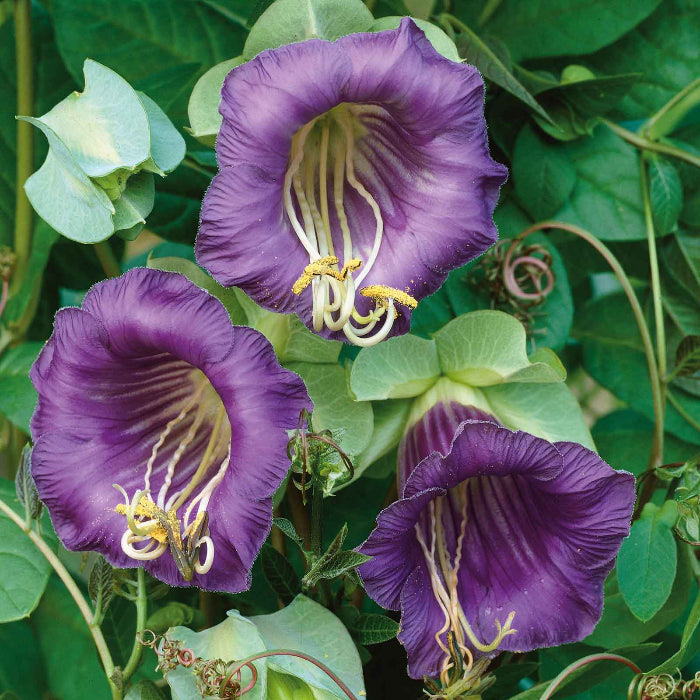 Wildflower Mix Cup & Saucer Seeds - Heirloom Flower Garden Seeds for Growing