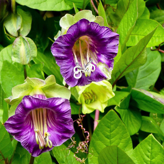 Wildflower Mix Cup & Saucer Seeds - Heirloom Flower Garden Seeds for Growing