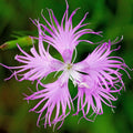 Wildflower Mix Dianthus Superbus Seeds - Heirloom Flower Garden Seeds for Growing