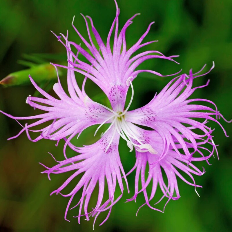 Wildflower Mix Dianthus Superbus Seeds - Heirloom Flower Garden Seeds for Growing