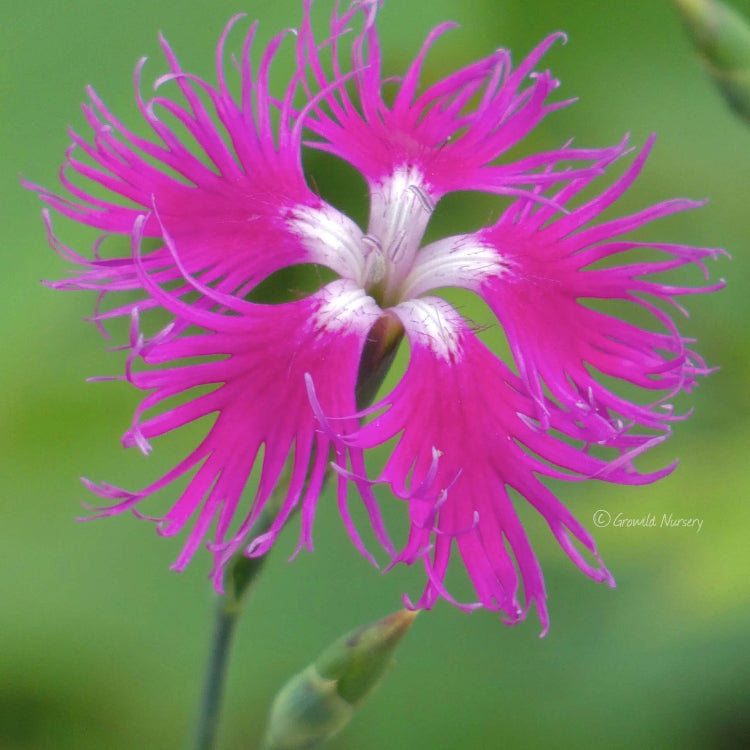 Wildflower Mix Dianthus Superbus Seeds - Heirloom Flower Garden Seeds for Growing