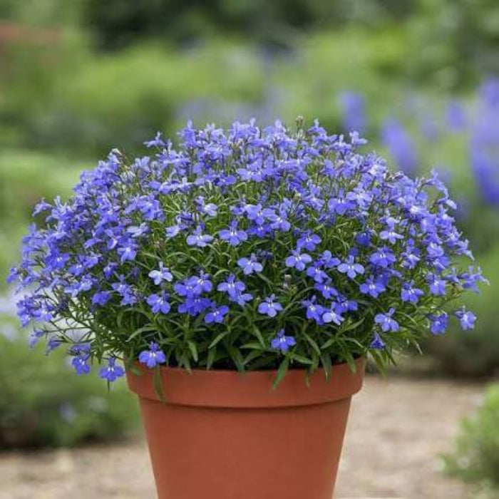 Wildflower Mix Fothergills Flower Seeds - Heirloom Flower Garden Seeds for Growing