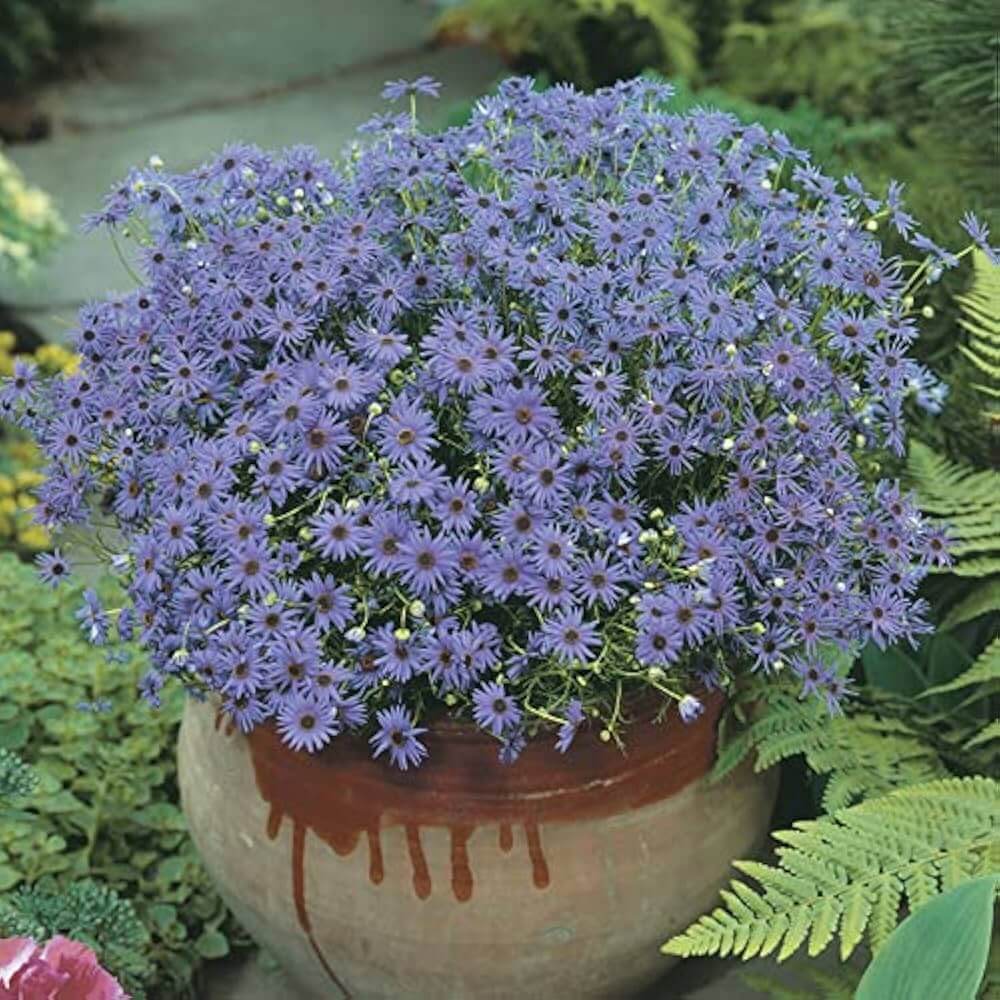 Wildflower Mix Fothergills Flower Seeds - Heirloom Flower Garden Seeds for Growing