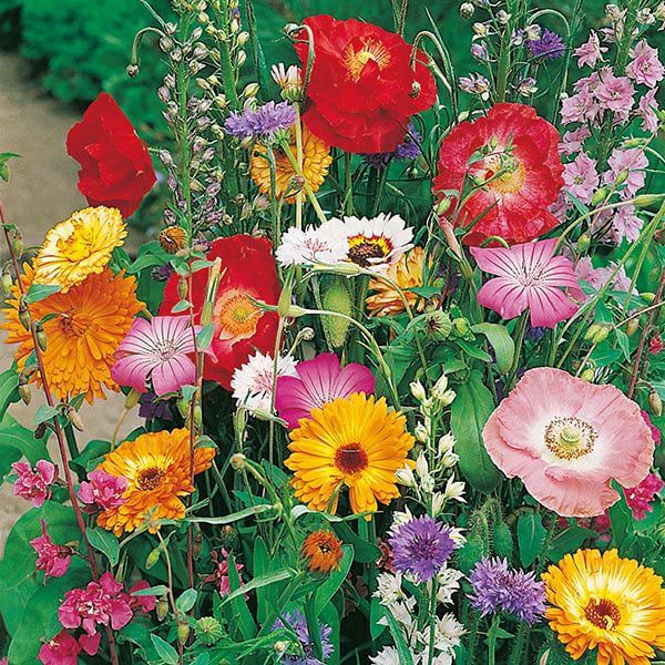 Wildflower Mix Fothergills Flower Seeds - Heirloom Flower Garden Seeds for Growing