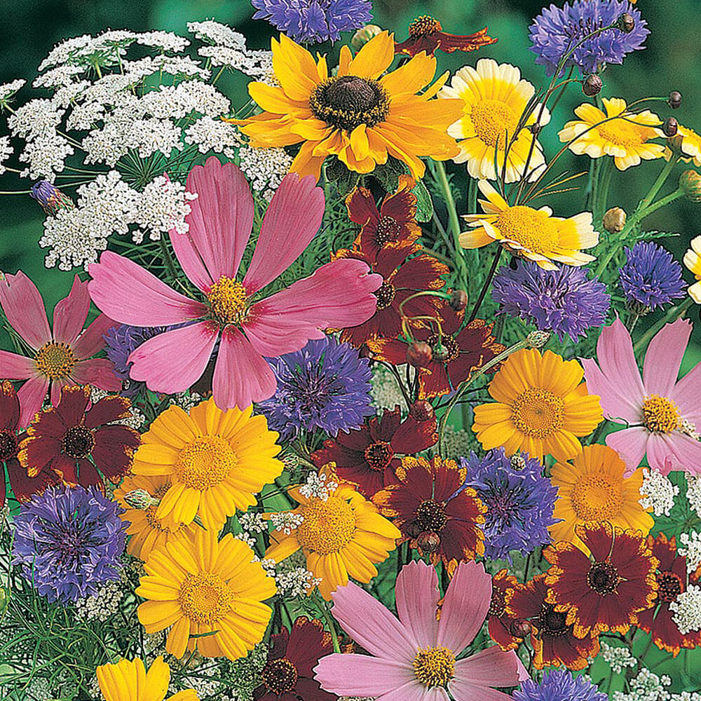 Wildflower Mix Fothergills Flower Seeds - Heirloom Flower Garden Seeds for Growing