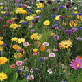 Wildflower Mix Fothergills Flower Seeds - Heirloom Flower Garden Seeds for Growing