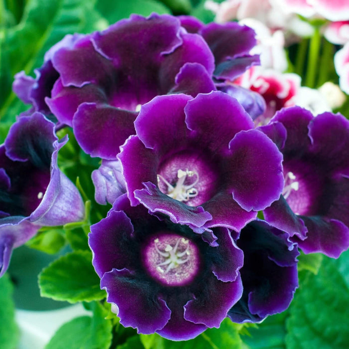 Wildflower Mix Gloxinia Seeds - Heirloom Flower Garden Seeds for Growing